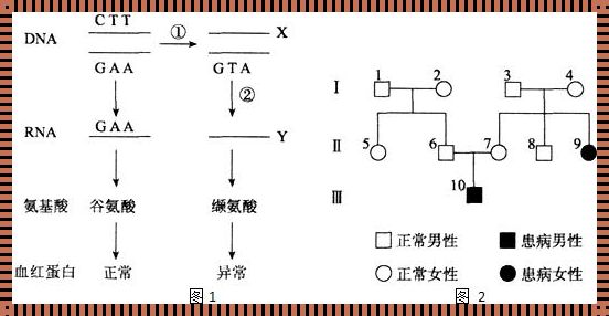 镰刀型细胞贫血症遗传方式：了解其背后的故事